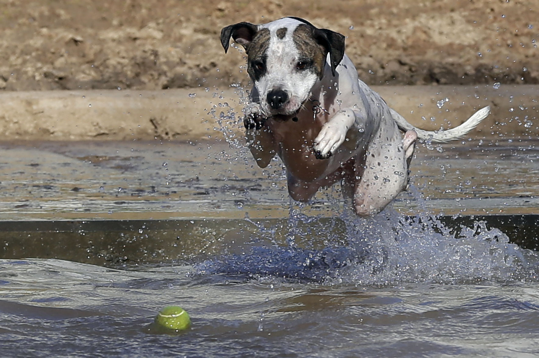 Rescue dog